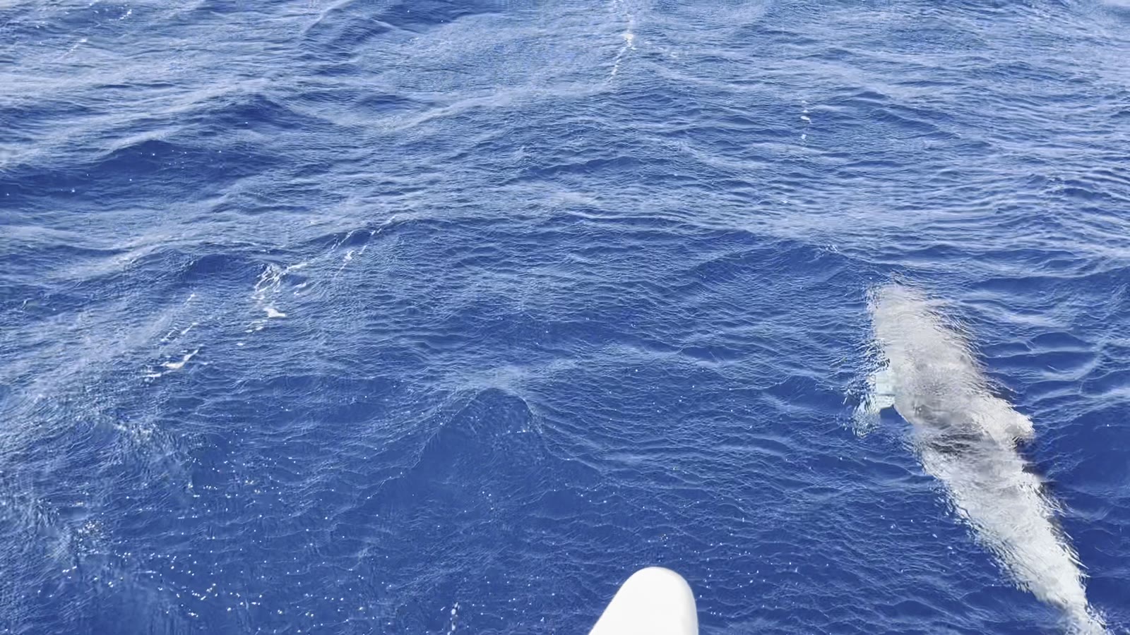 Dauphins observés pendant une sortie en mer au large de Marseille